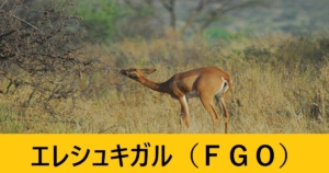 『エレシュキガル（期間限定）』ＦＧＯ性能・スキル・おすすめ編成まとめ