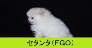 『セタンタ （配布サーヴァント）』ＦＧＯ性能・スキル・おすすめ編成まとめ