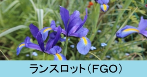 『ランスロット（セイバー）/恒常』ＦＧＯ性能・スキル・おすすめ編成まとめ